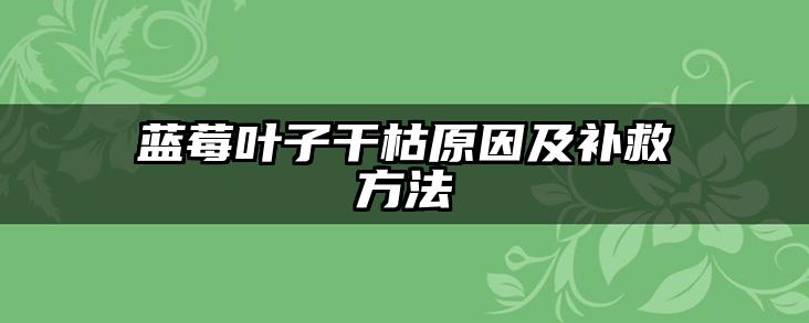 蓝莓叶子干枯原因及补救方法