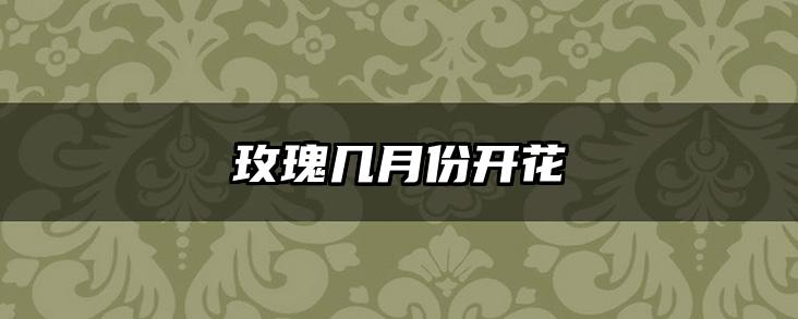 玫瑰几月份开花
