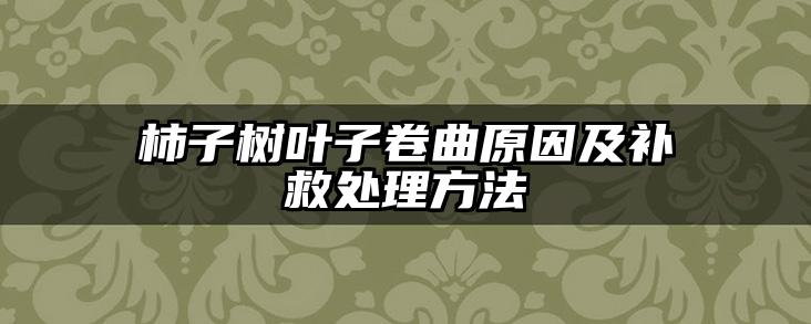 柿子树叶子卷曲原因及补救处理方法