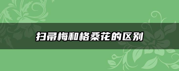 扫帚梅和格桑花的区别