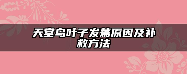 天堂鸟叶子发蔫原因及补救方法