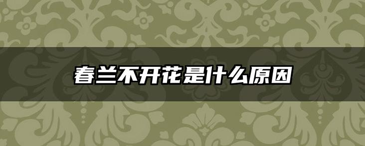 春兰不开花是什么原因