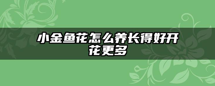 小金鱼花怎么养长得好开花更多