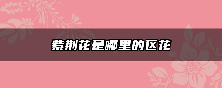 紫荆花是哪里的区花