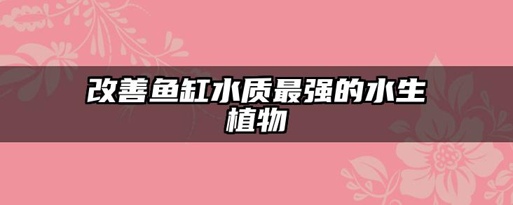 改善鱼缸水质最强的水生植物