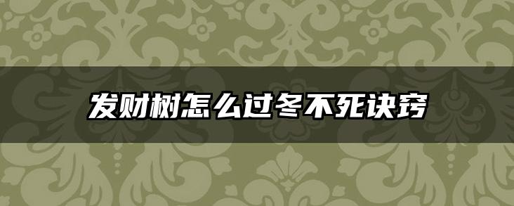 发财树怎么过冬不死诀窍