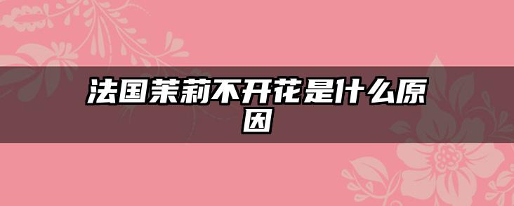 法国茉莉不开花是什么原因