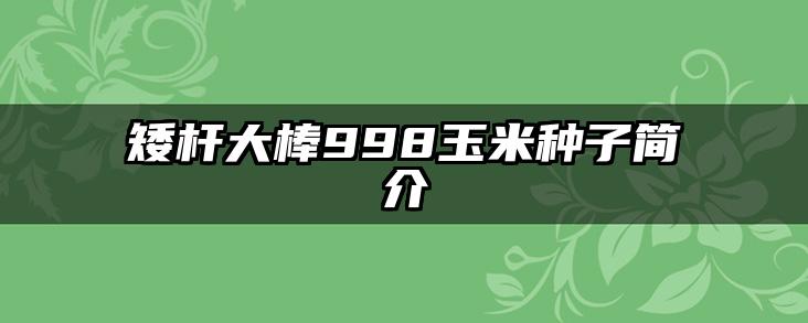 矮杆大棒998玉米种子简介