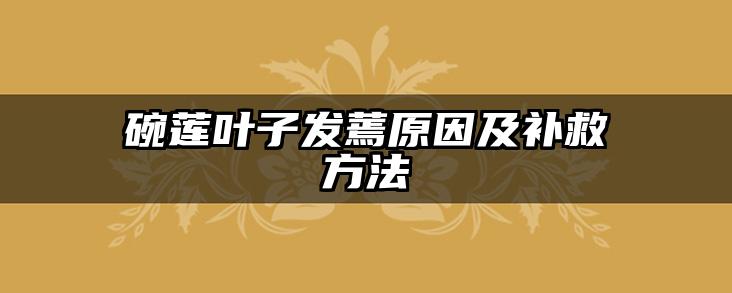 碗莲叶子发蔫原因及补救方法