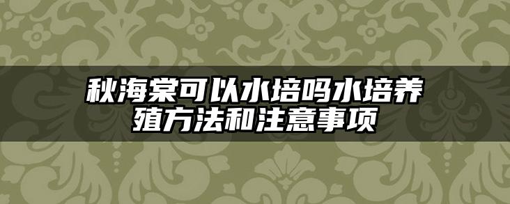 秋海棠可以水培吗水培养殖方法和注意事项