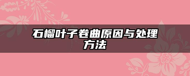 石榴叶子卷曲原因与处理方法