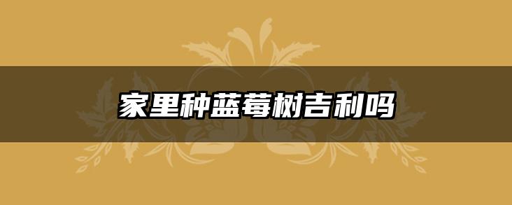 家里种蓝莓树吉利吗