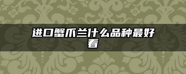进口蟹爪兰什么品种最好看
