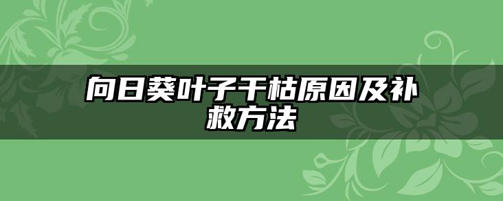 向日葵叶子干枯原因及补救方法