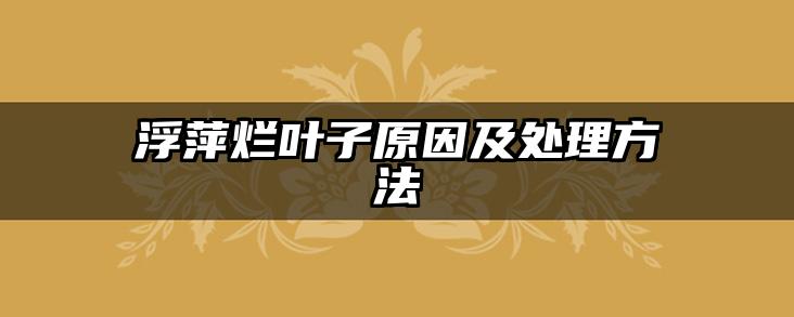 浮萍烂叶子原因及处理方法
