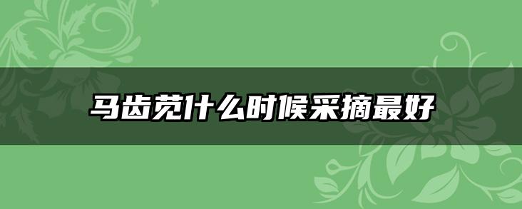 马齿苋什么时候采摘最好