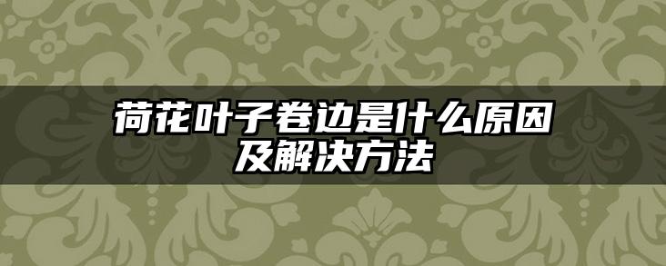 荷花叶子卷边是什么原因及解决方法