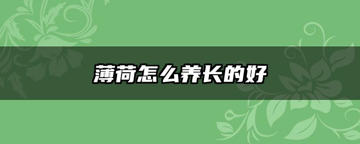 薄荷怎么养长的好