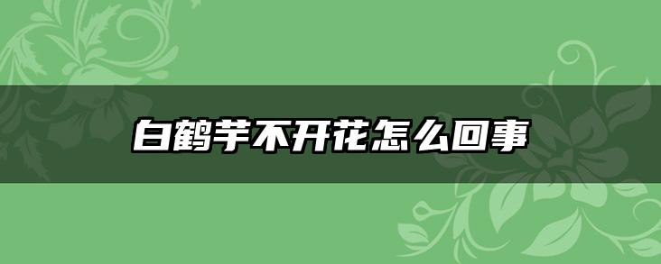 白鹤芋不开花怎么回事