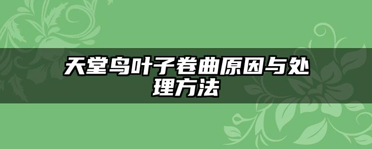 天堂鸟叶子卷曲原因与处理方法