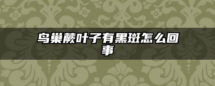 鸟巢蕨叶子有黑斑怎么回事