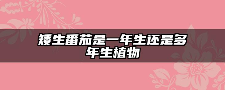 矮生番茄是一年生还是多年生植物