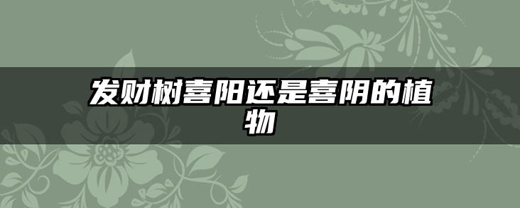 发财树喜阳还是喜阴的植物