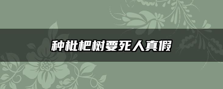 种枇杷树要死人真假