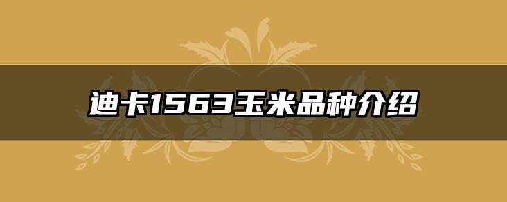 迪卡1563玉米品种介绍