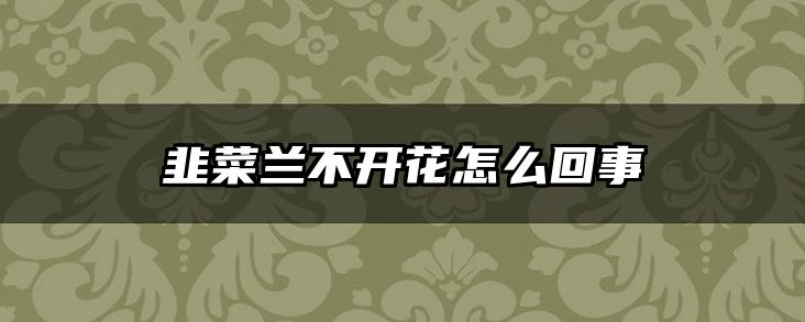 韭菜兰不开花怎么回事