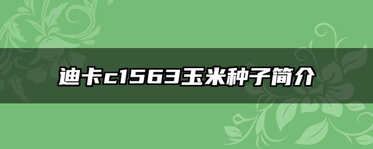 迪卡c1563玉米种子简介