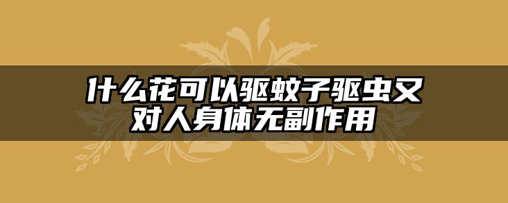 什么花可以驱蚊子驱虫又对人身体无副作用