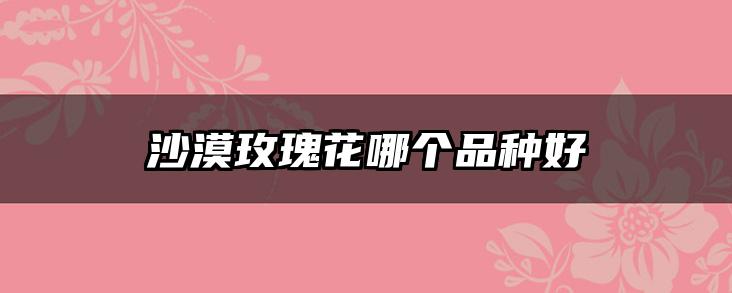 沙漠玫瑰花哪个品种好