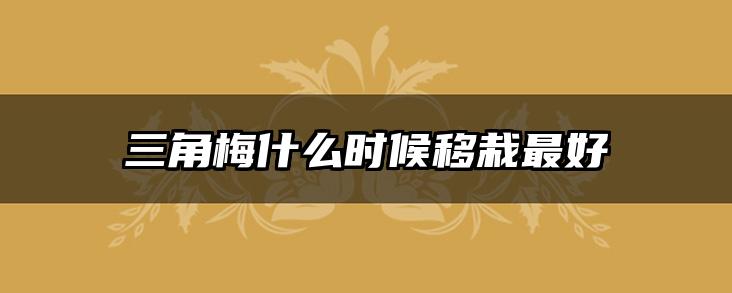 三角梅什么时候移栽最好