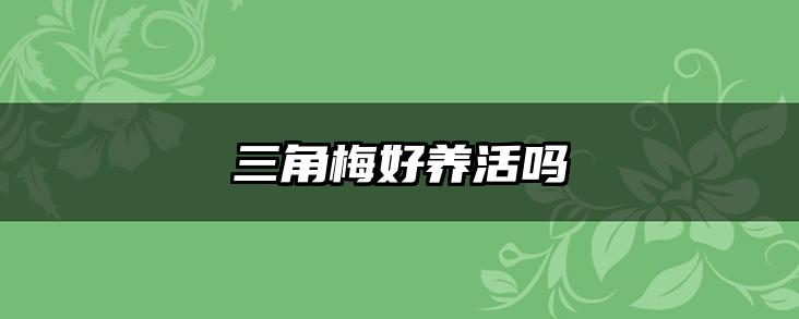 三角梅好养活吗