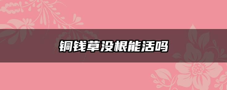铜钱草没根能活吗