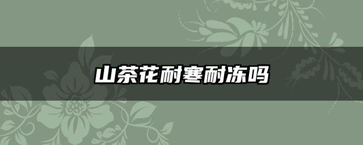 山茶花耐寒耐冻吗