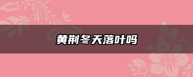 黄荆冬天落叶吗