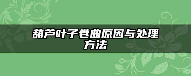 葫芦叶子卷曲原因与处理方法