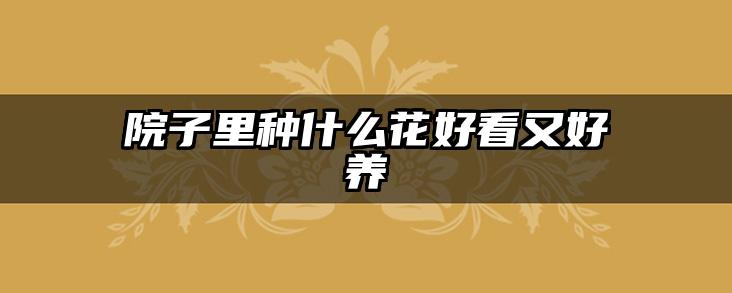 院子里种什么花好看又好养