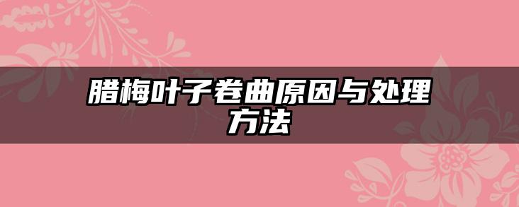 腊梅叶子卷曲原因与处理方法