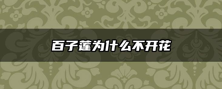 百子莲为什么不开花