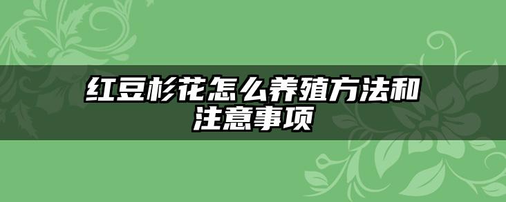 红豆杉花怎么养殖方法和注意事项