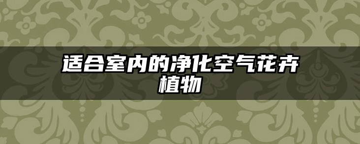 适合室内的净化空气花卉植物