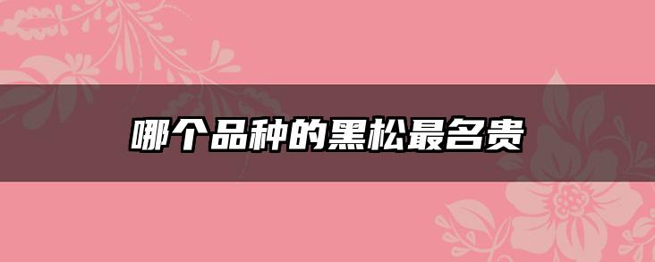 哪个品种的黑松最名贵