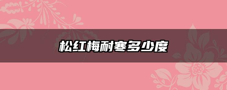 松红梅耐寒多少度