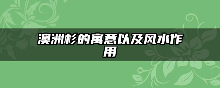 澳洲杉的寓意以及风水作用