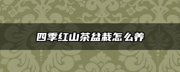 四季红山茶盆栽怎么养