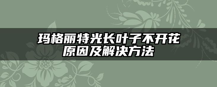 玛格丽特光长叶子不开花原因及解决方法