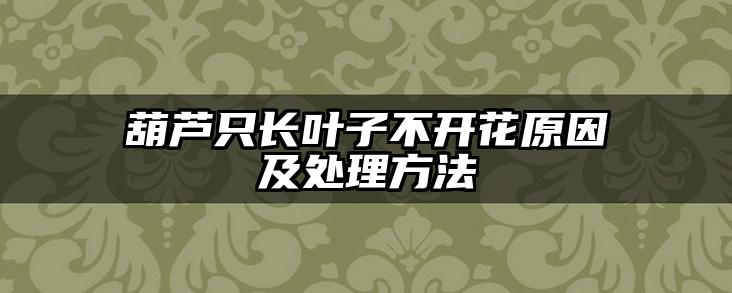 葫芦只长叶子不开花原因及处理方法